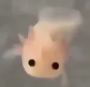 axolotl