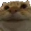 catnod