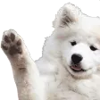 hai