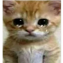 gato