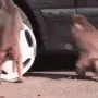 monkesteal