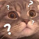 Cat_fconfoos