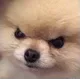 doggoSMH