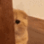 cathideOwO