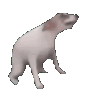 GoodVibesDoggo