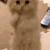 catPweaseOwO