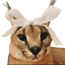 fancyfloppa