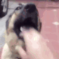 doggypat