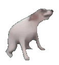 doggovibin