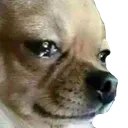 crychihua