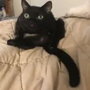 jinxtail