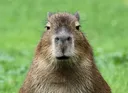 capybara