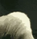 coolcat
