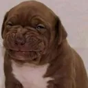 PuppyDisgust