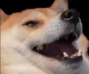 doggokek