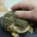 petfroge