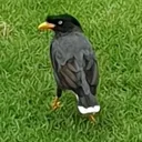 birbpfp