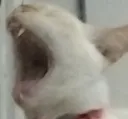 ASmushScrem ASmushScrem