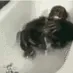 bathmonke