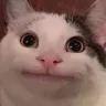 upsetcat upsetcat