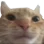 nekostareeeeeeee Discord Emoji