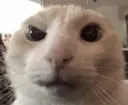catraisedbrow