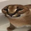 kms