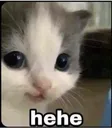 cat_hehe
