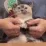 CE_CatDance3 CE_CatDance3