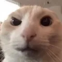 susgato
