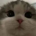 CatSmirk CatSmirk