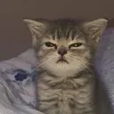 kitty_grumpy