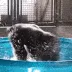 GorillaSpin