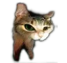 kucing
