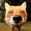 FoxStare_4kHD