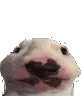 WalterBounce
