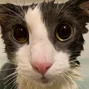 soppingwetcat