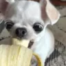 perrito