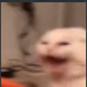 catscream