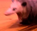 screech