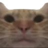 catpov