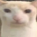 catwide catwide