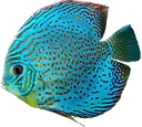 discus
