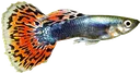 guppy