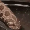 snekDrimk snekDrimk