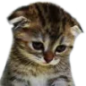 CattoSadKitty