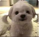 turtleface