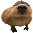 Capylooka