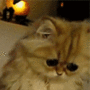 KittyWTF Discord emoji