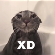 CatXD Discord emoji